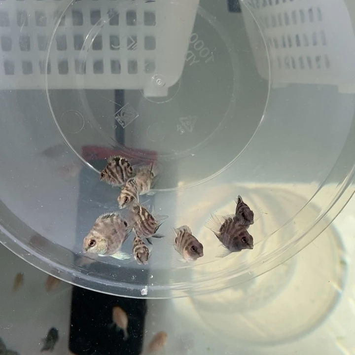 鹦鹉鱼2.5cm摩卡一组