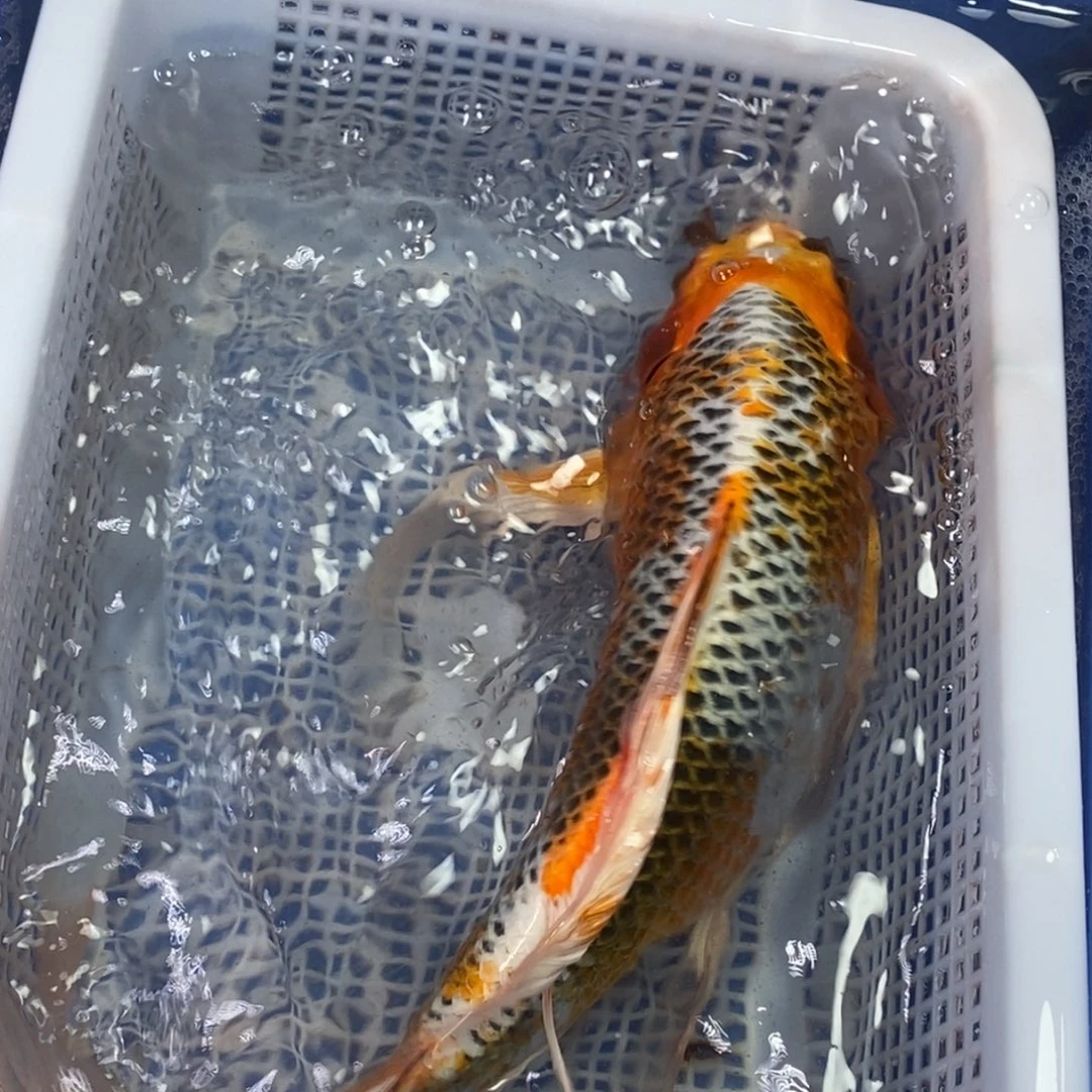 锦鲤冷水锦鲤包邮