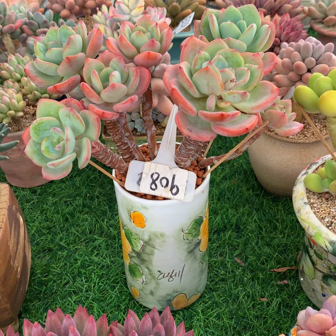 小***幺白月光学历浊气72772