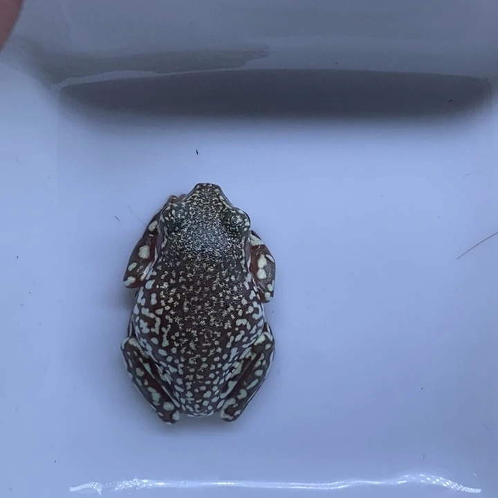老爷树蛙澳蓝暴雪15