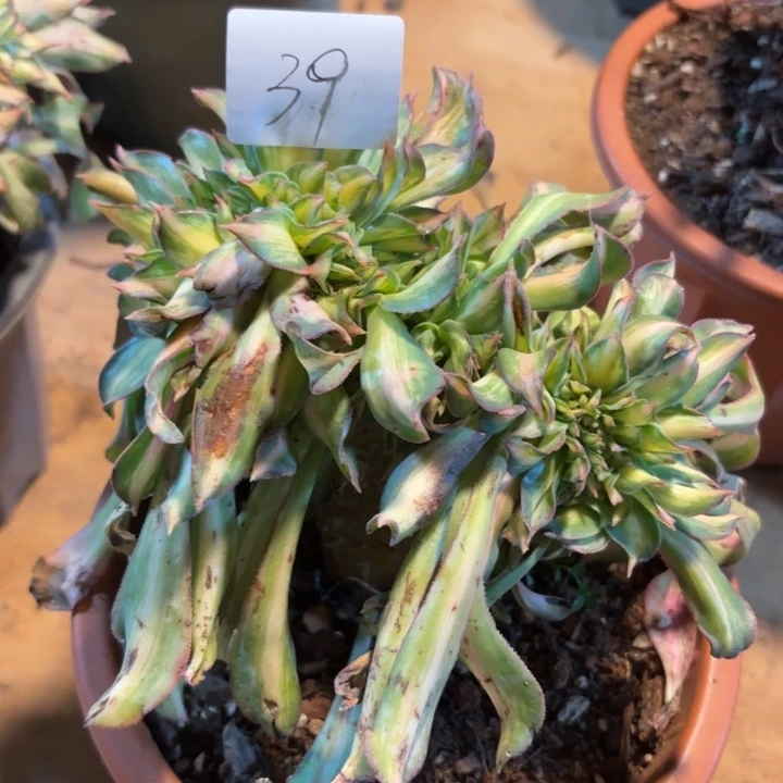 无花朵039特价焕彩缀无售后