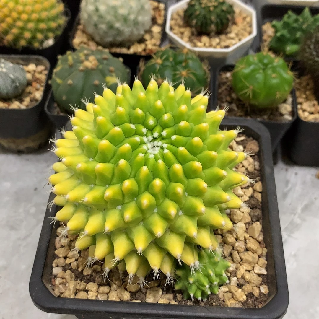 当前无花栽培后可以开花迎春锦仙人球