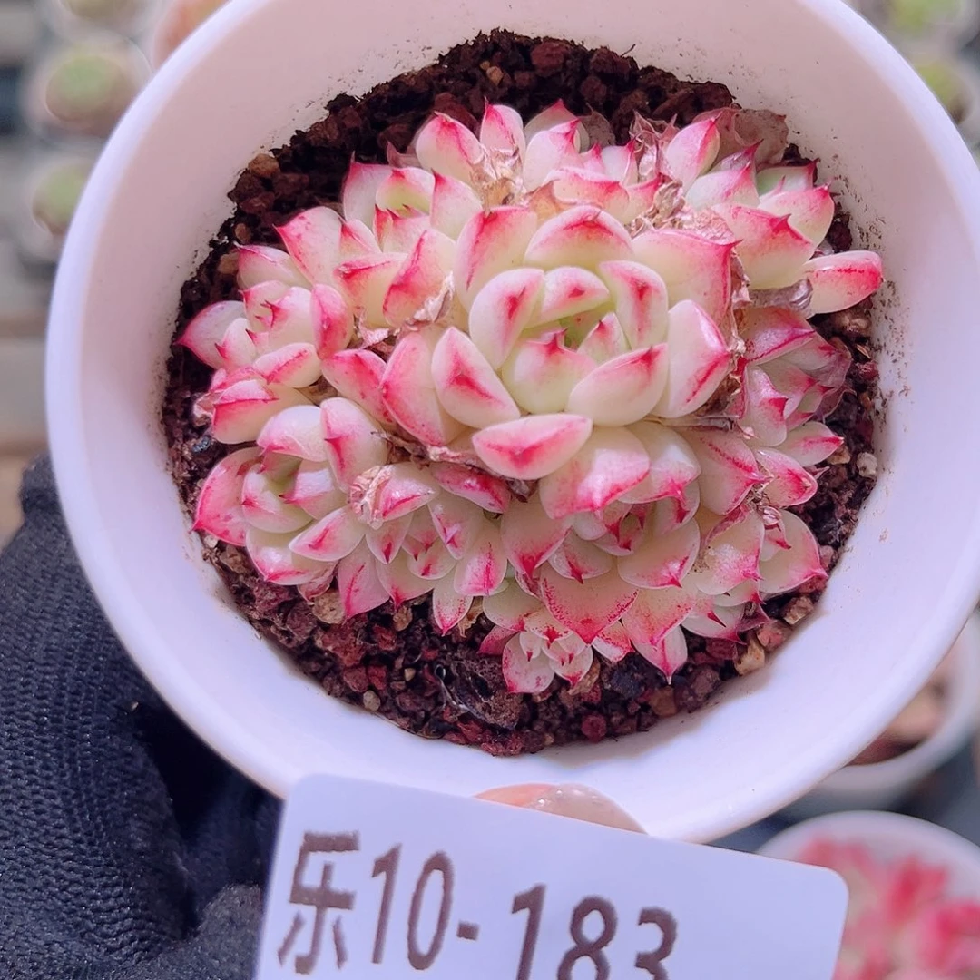 乐然10-183 海王群