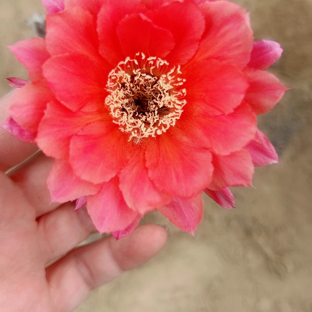 彩草彩草0000199