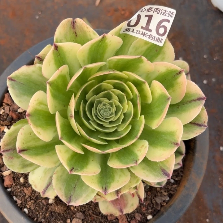 016伊丽莎白掌心多肉法师锦不包侧枝断枝的