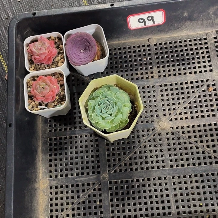 ·***·99号筐带盆土发货一个