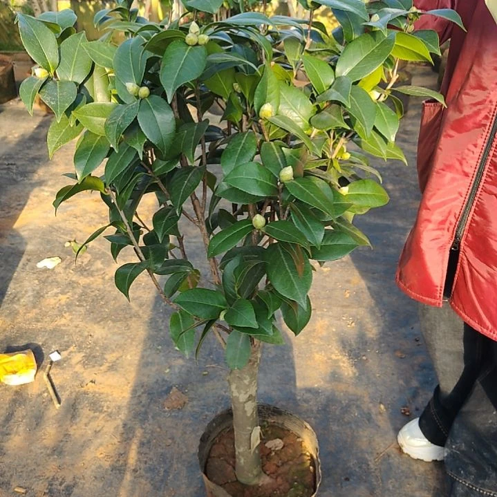 全部花苞喜悦茶花不包邮