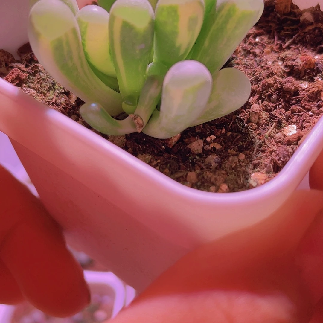 五十玲玉锦特价包邮14