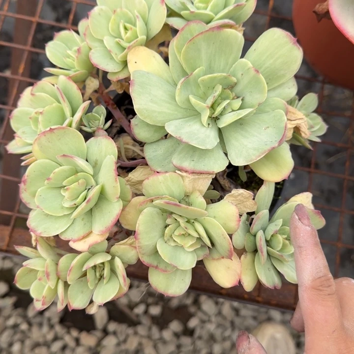 碧桃锦多肉植物绿植