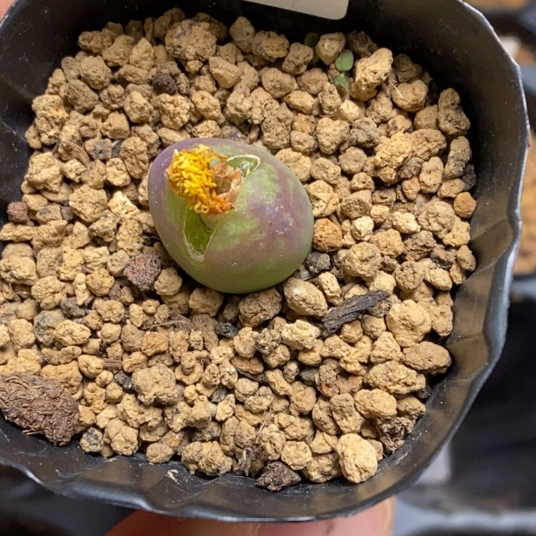 多肉植物肉锥杂交K-093