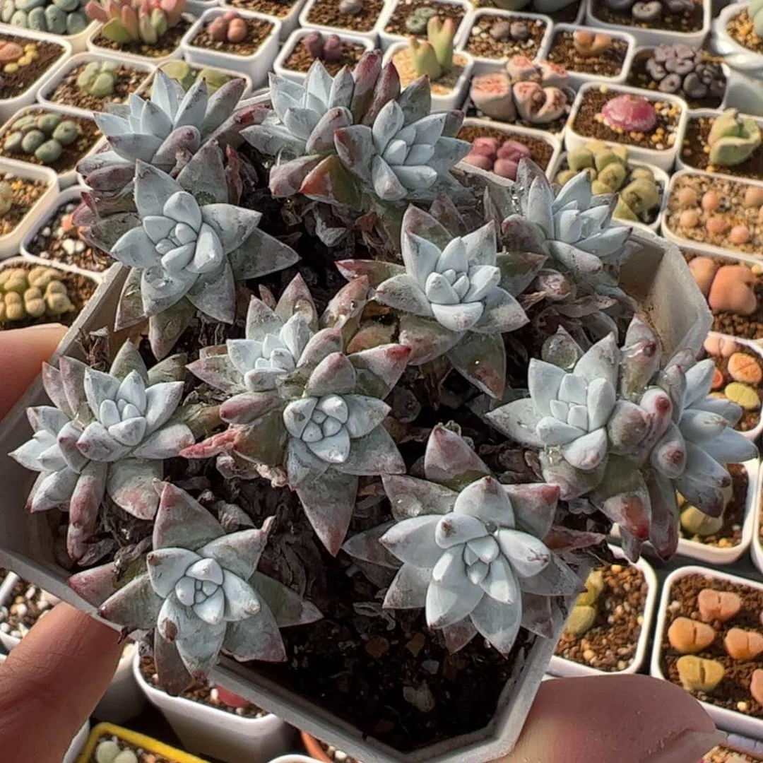 522多肉植物百科