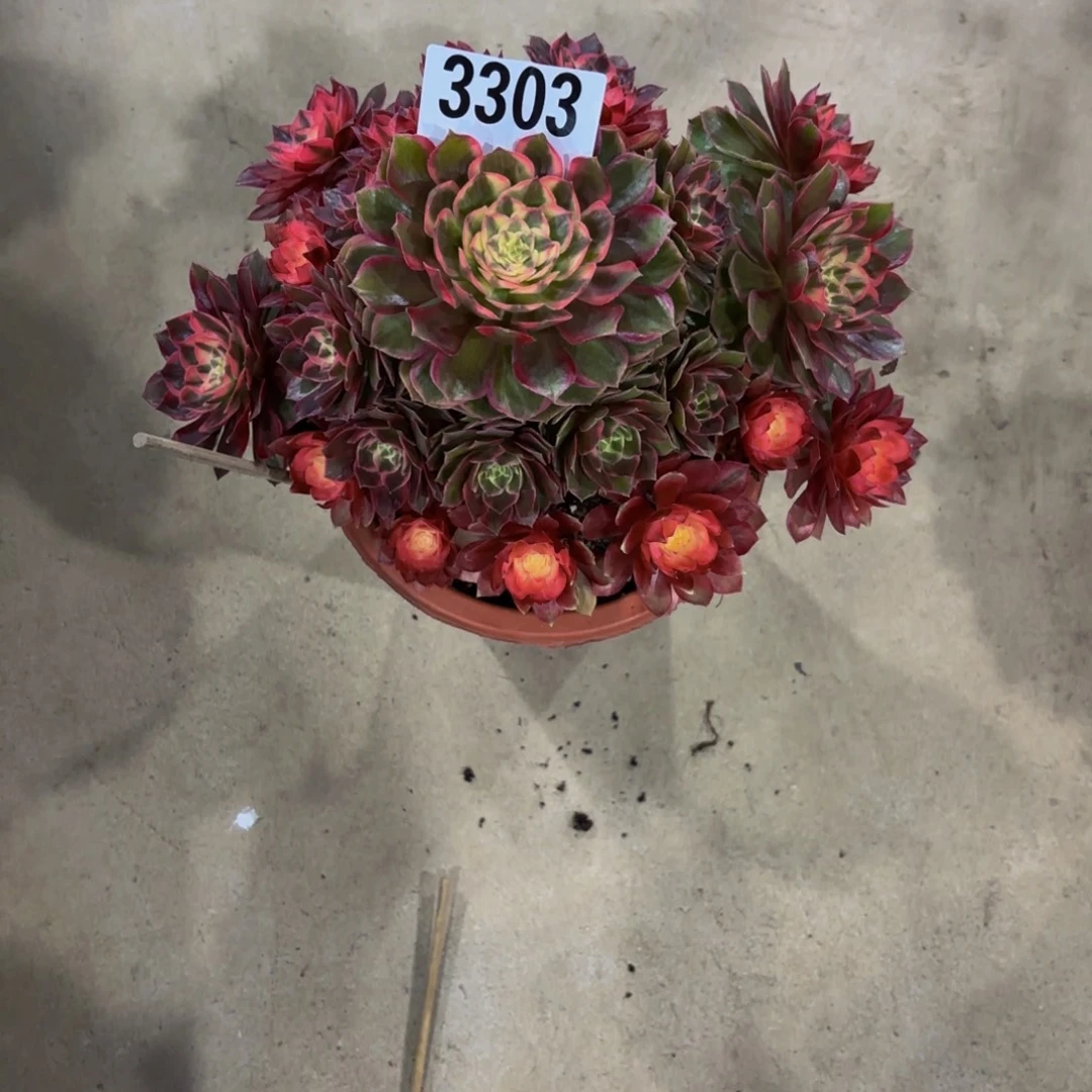 无花朵3303黑魔锦111111