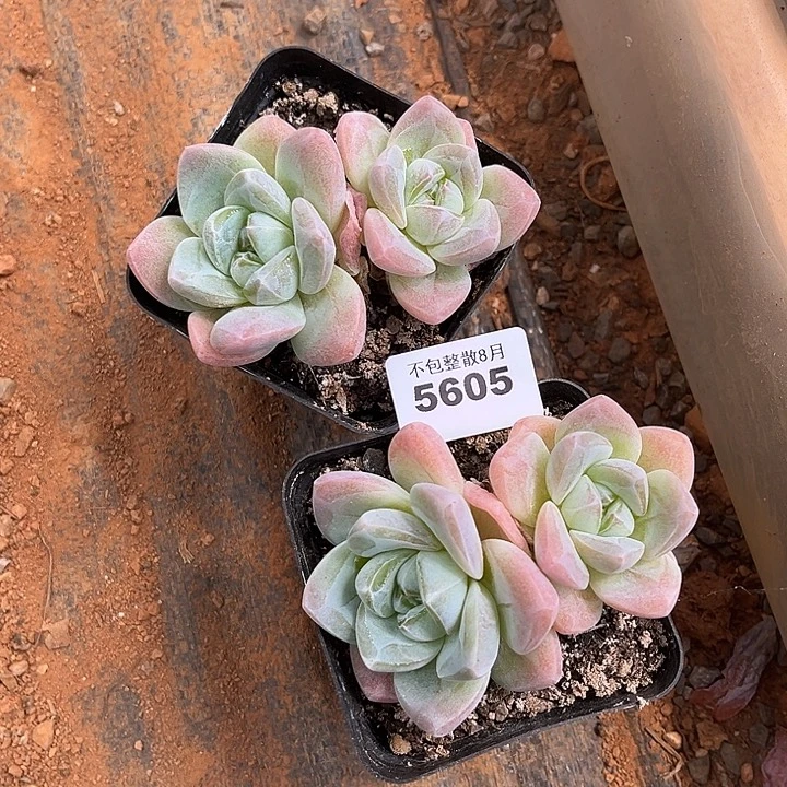 阿雅园艺。     5605