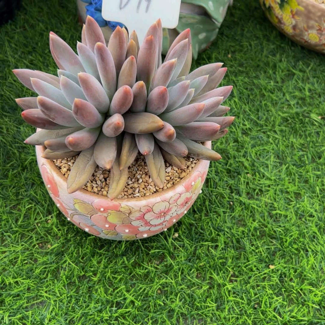 欣***娱双头哥特萝莉多肉植物