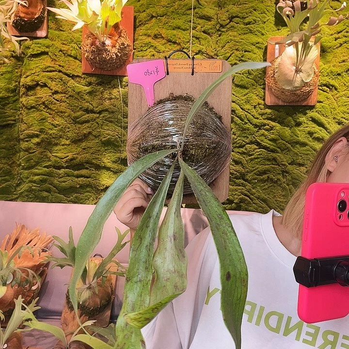 不开花植物wanna 跳舞孔雀 侧