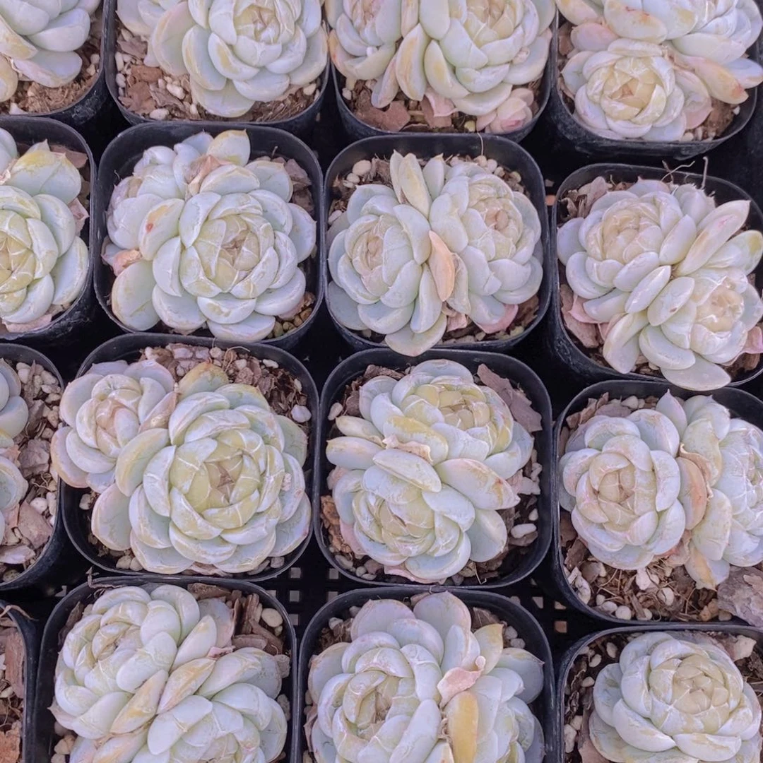 4-17-精品奶盖双头一个