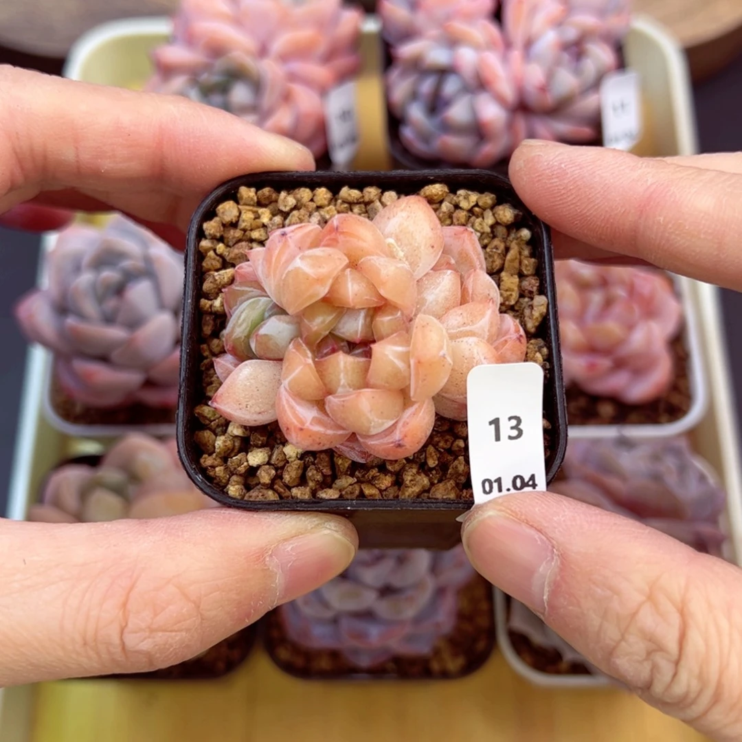 好好看13、哈哈哈哈