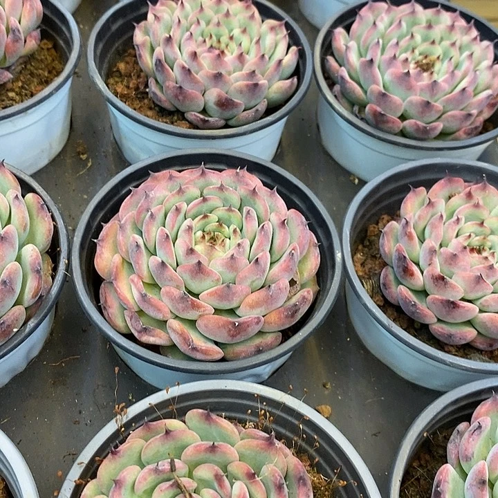 大单头马赛尔福利多多