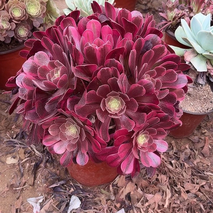 多肉植物法师凤冠48