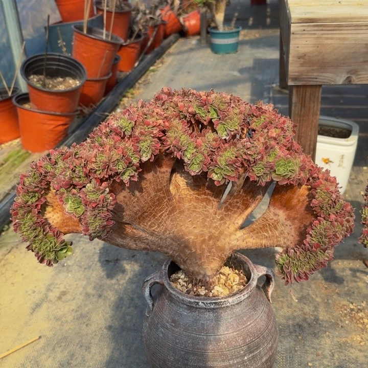 特特特特特特特特7444