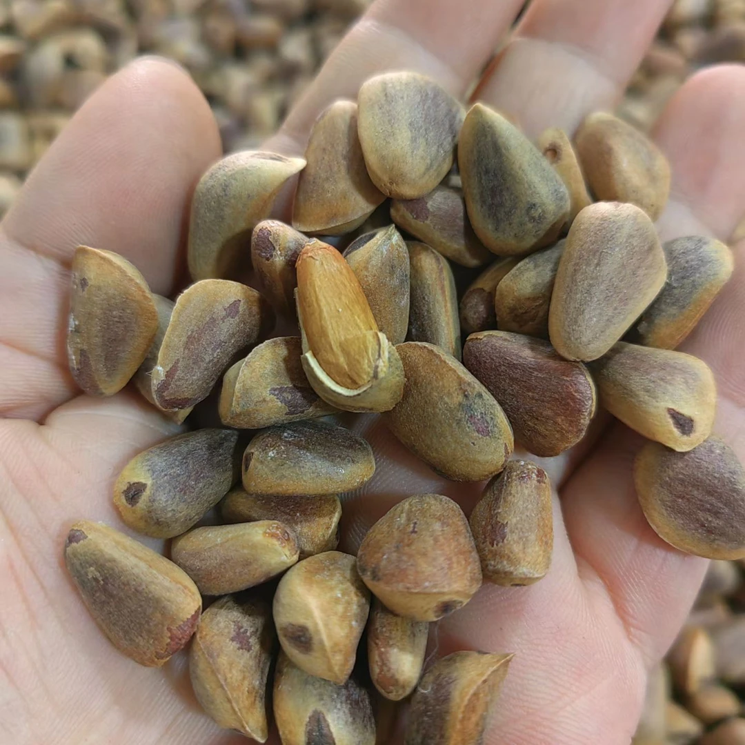 东北五常生松树子干籽原味未加工原生态