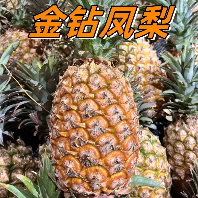 海南树上熟金钻凤梨热带水果特产鲜甜多汁果地直发1.5斤-9斤菠萝