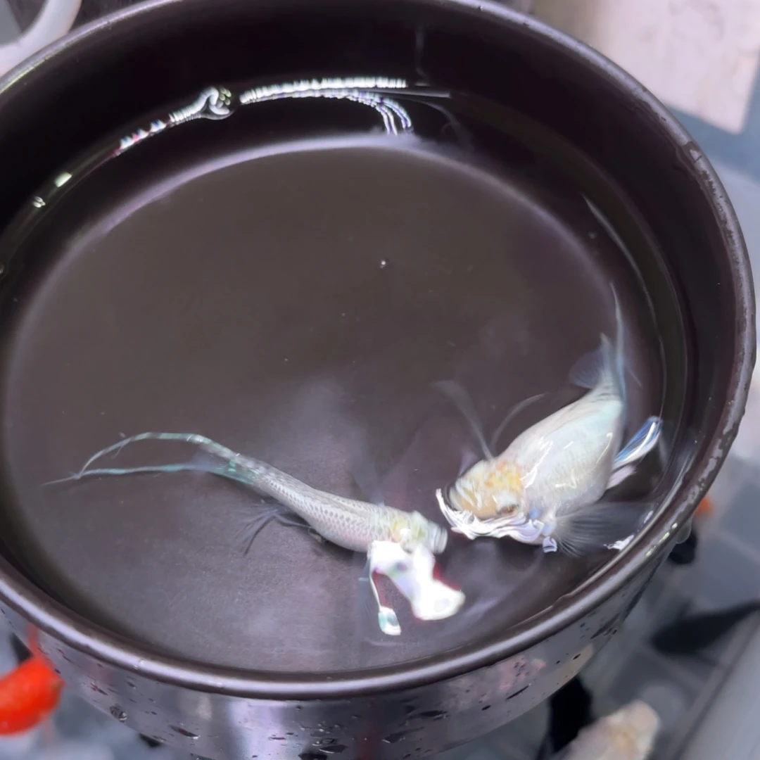 孔雀鱼银白色玛丽球 燕尾一对