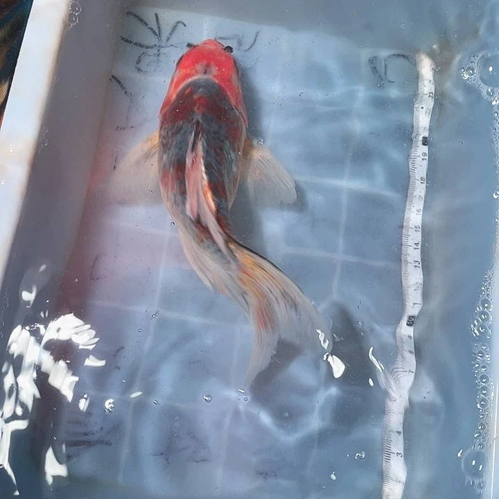 蝴蝶鲤鱼渔场直发95