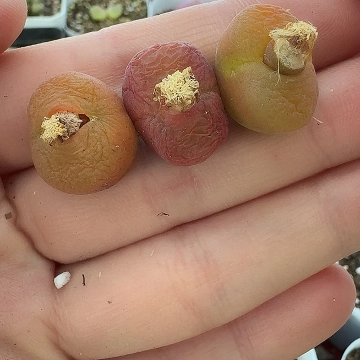 老马生石花水，蜜，桃1650