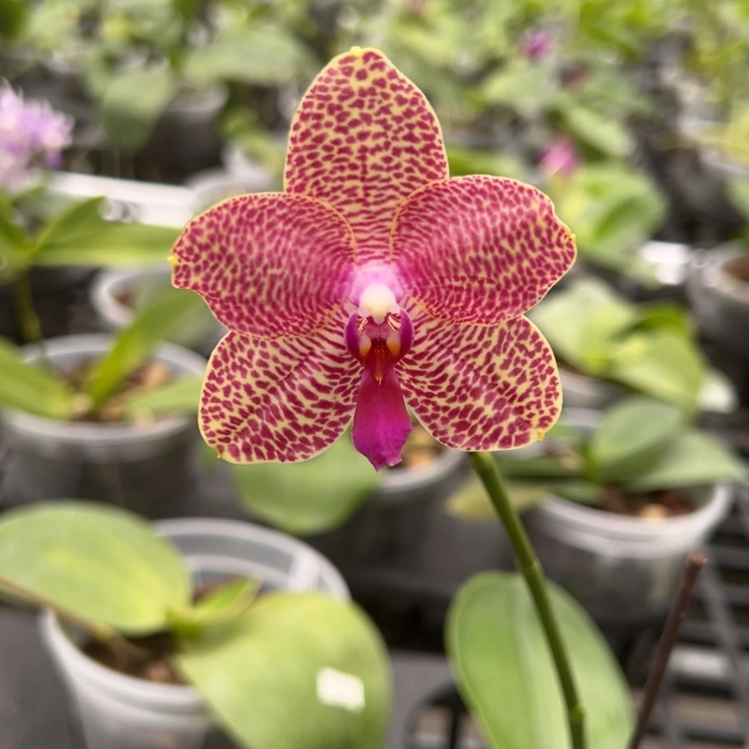 完全开放4.5寸杯BKH2104