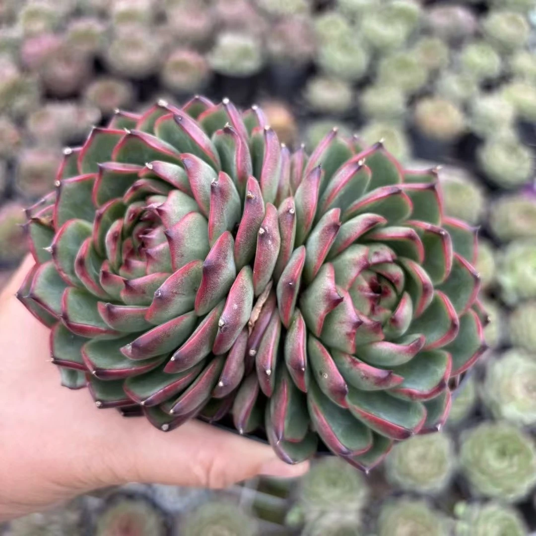 月亮石多肉植物（满15包邮）阳台露台办公室绿植植