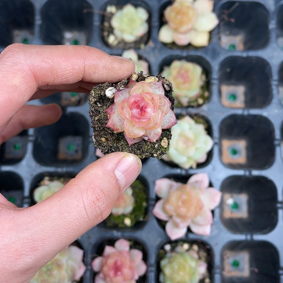 精品多肉一物一拍20-145