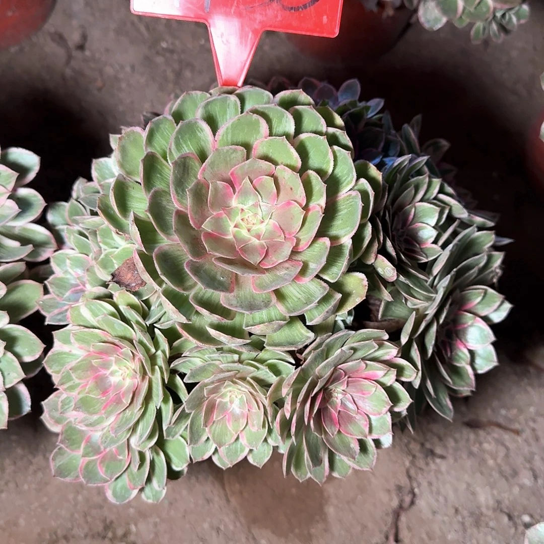 山***风4138莲花座多肉法师