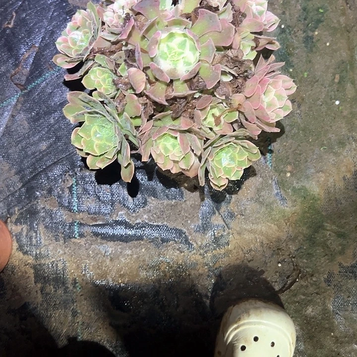 多肉植物一物一拍40