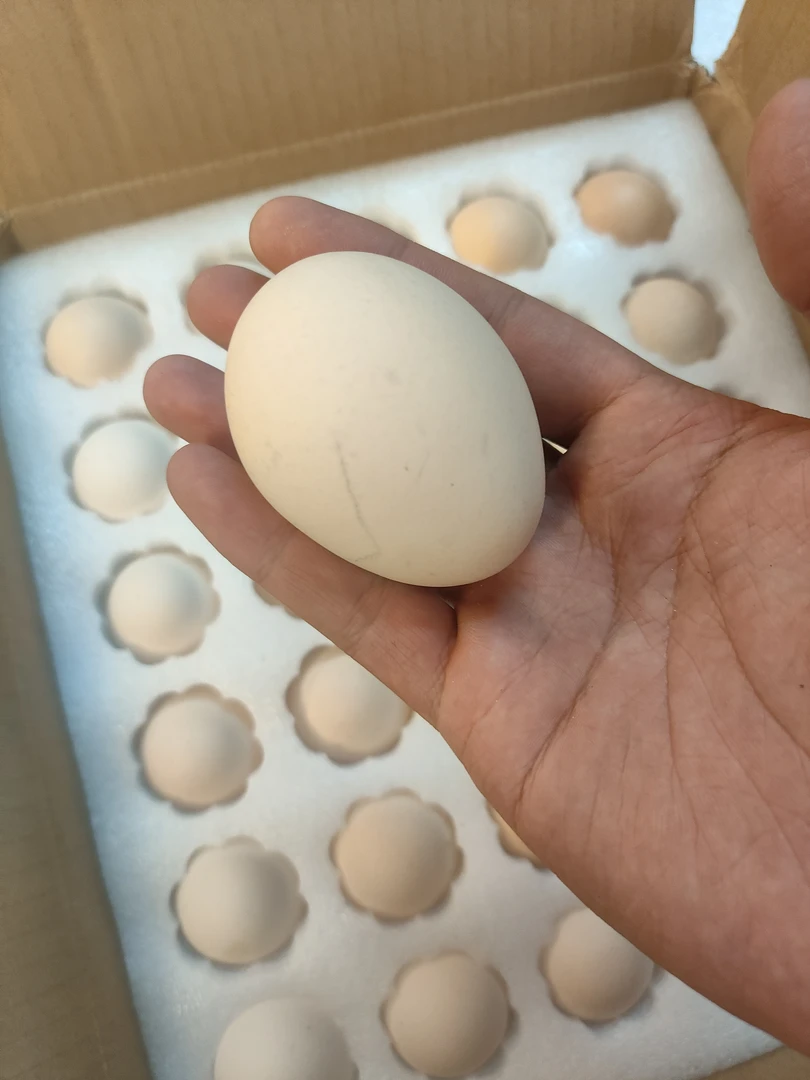 土鸡蛋（不是随时有）