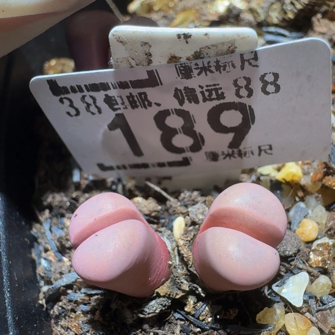 Dsss精品生石花189
