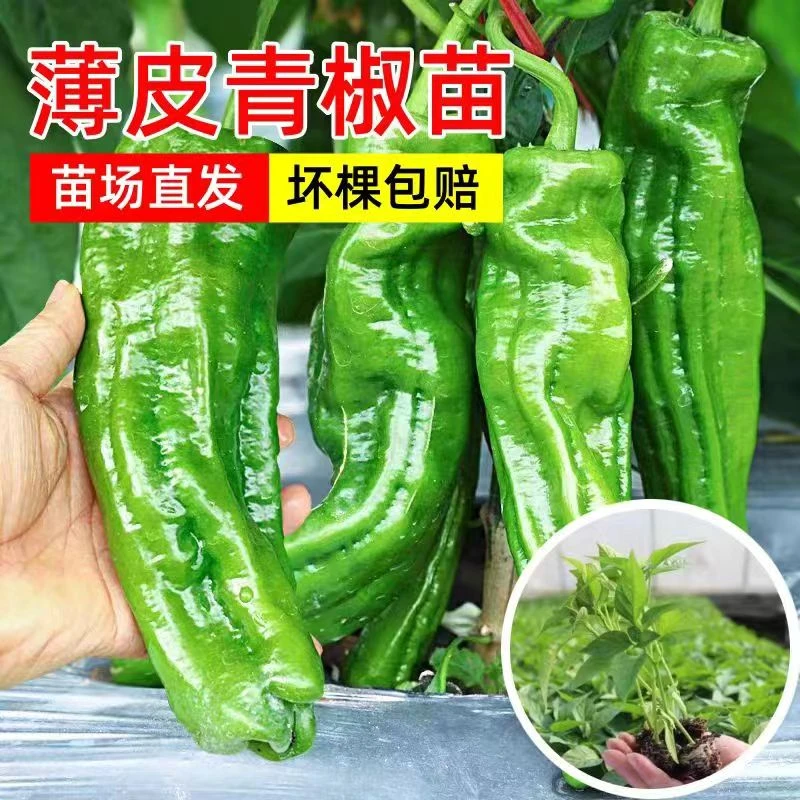 四季高产大果型薄皮青椒苗室内外种植皱皮早丰阳台盆栽辣椒菜苗