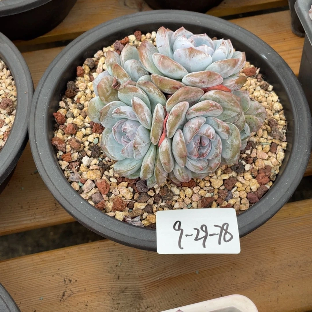 9-27-78静好多肉园艺