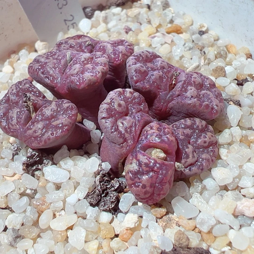 1228-119多肉多肉泡泡勋章