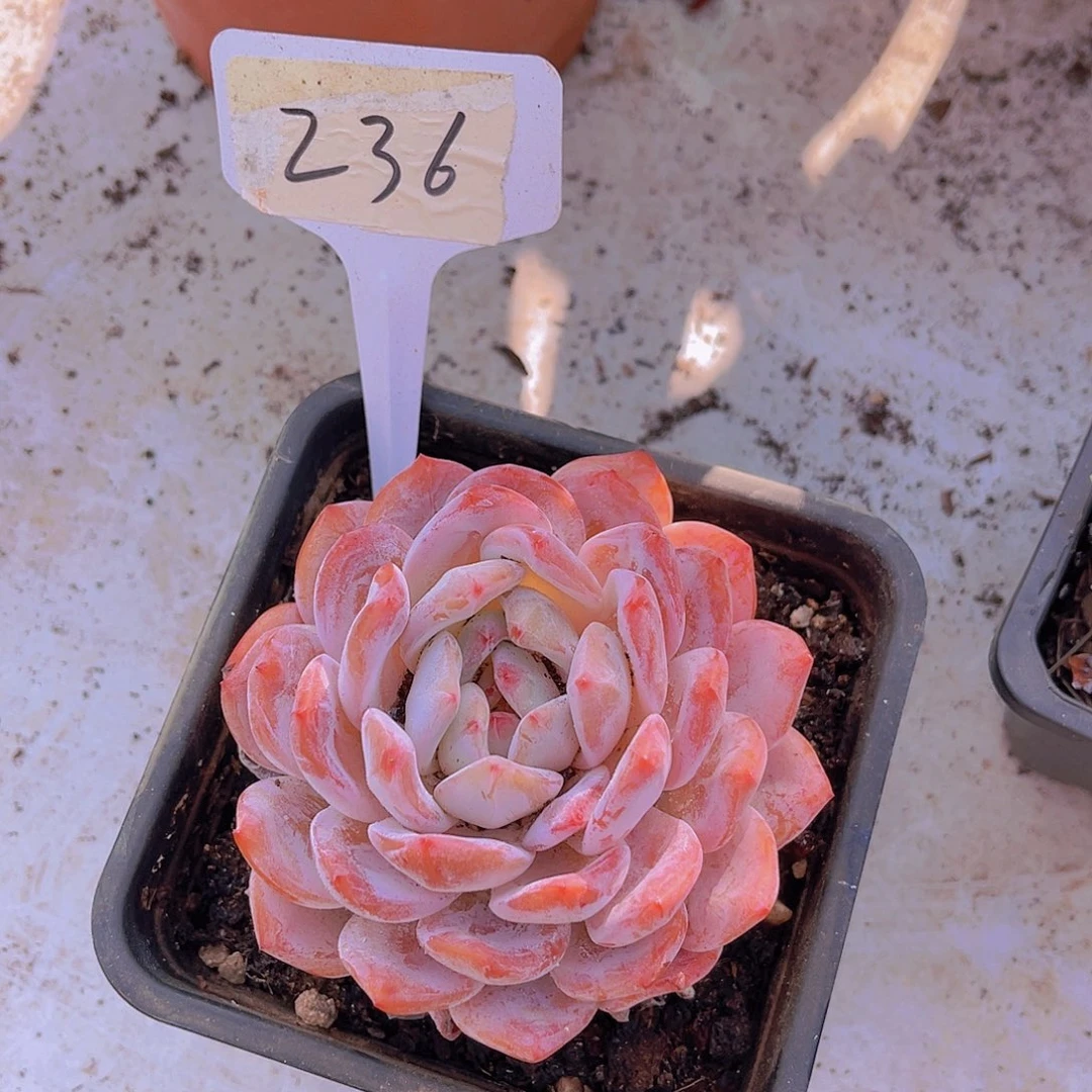 ***y000000000000000236