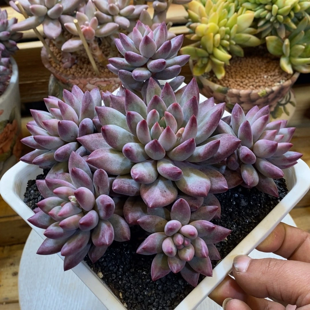 胖叶车厘子手捧多肉植物