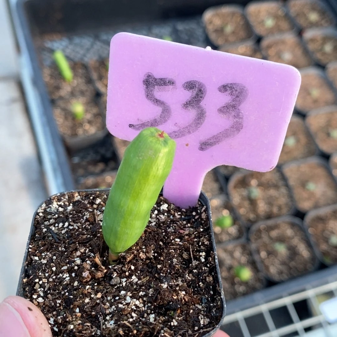 针管多肉植物一个