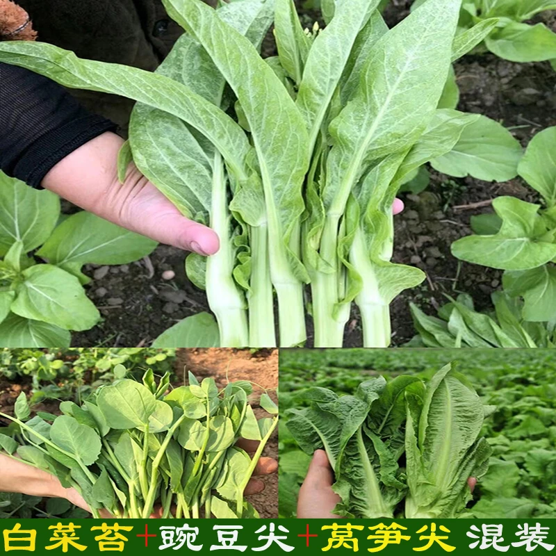 新鲜白菜苔+豌豆尖+莴笋尖组合装混装各一斤现摘现发新鲜农家蔬菜