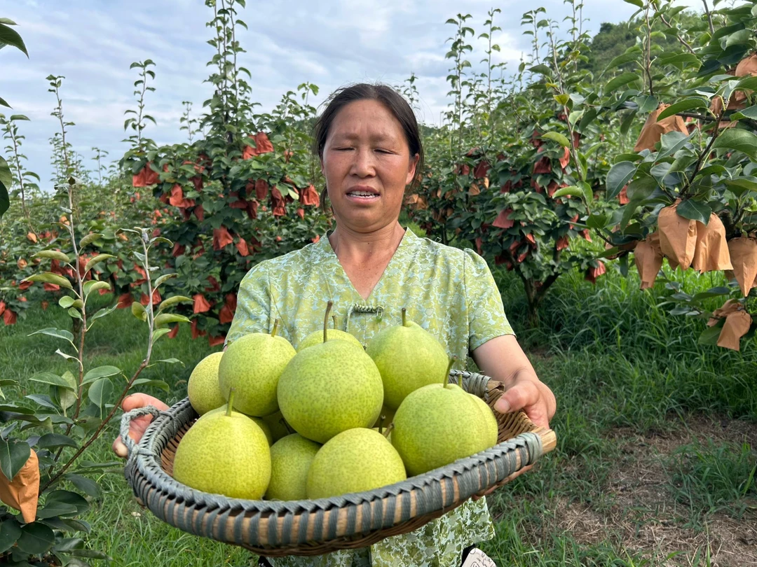 早酥梨青皮新果脆甜多汁