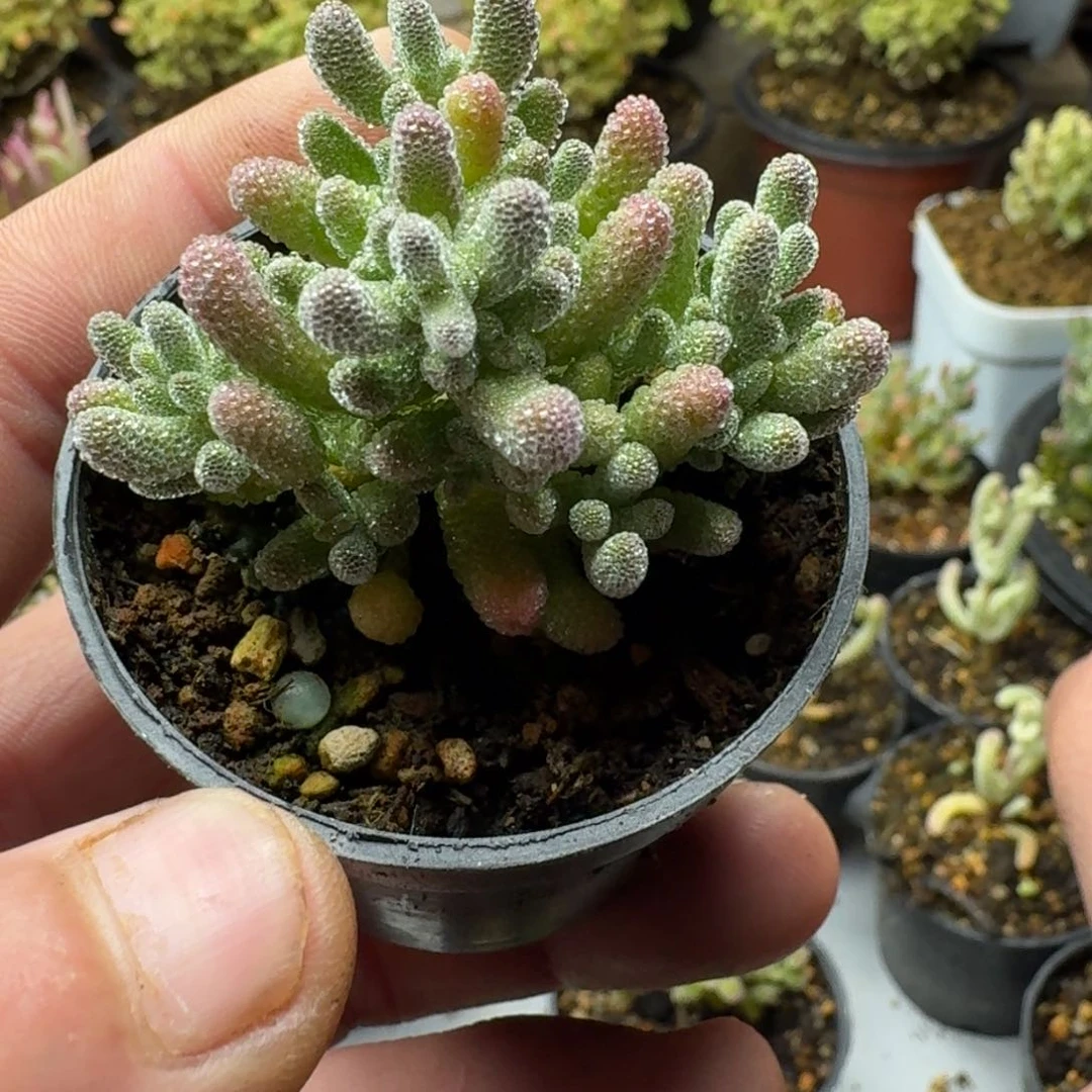 冰晶 多肉植物枝干