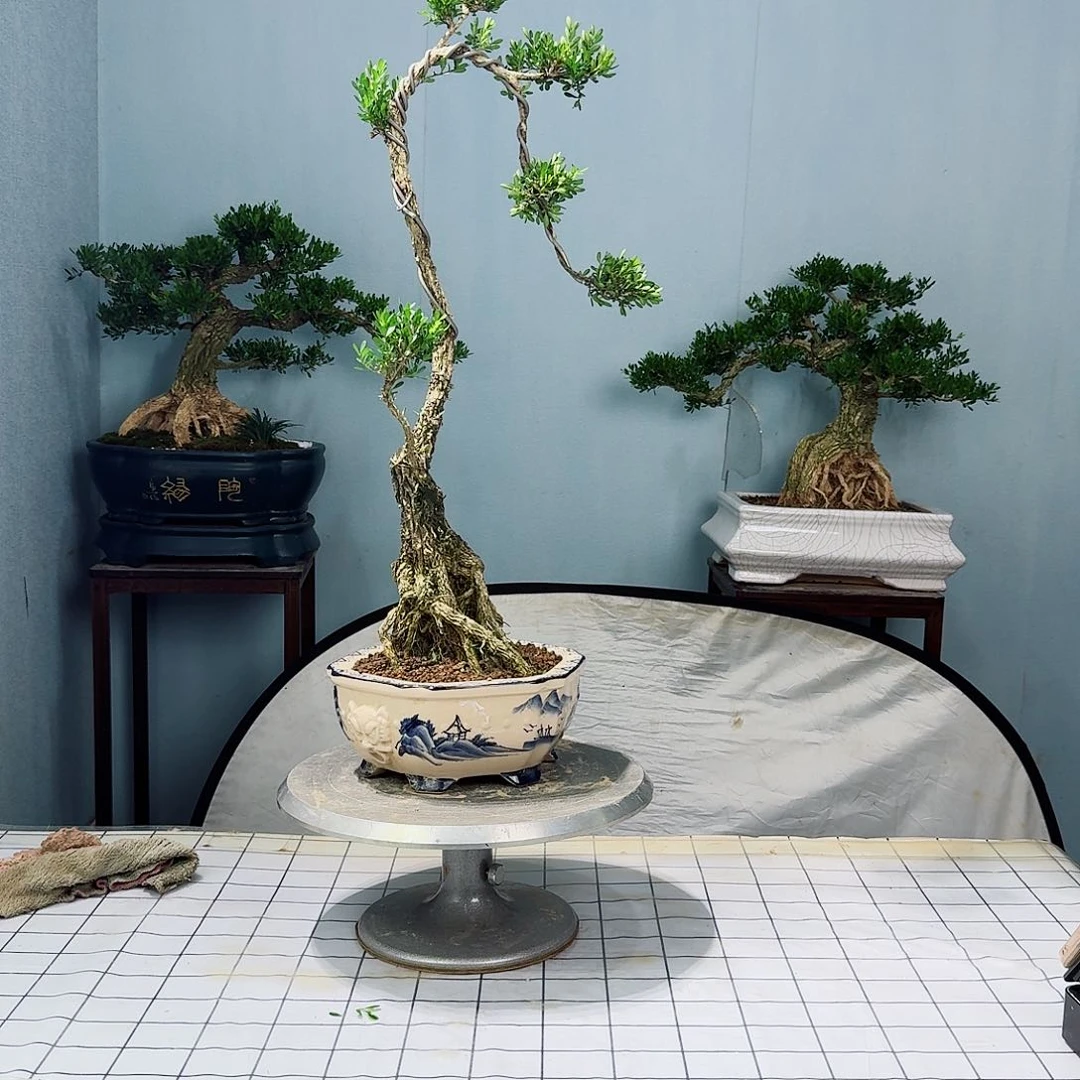 广东皱皮雀舌黄杨