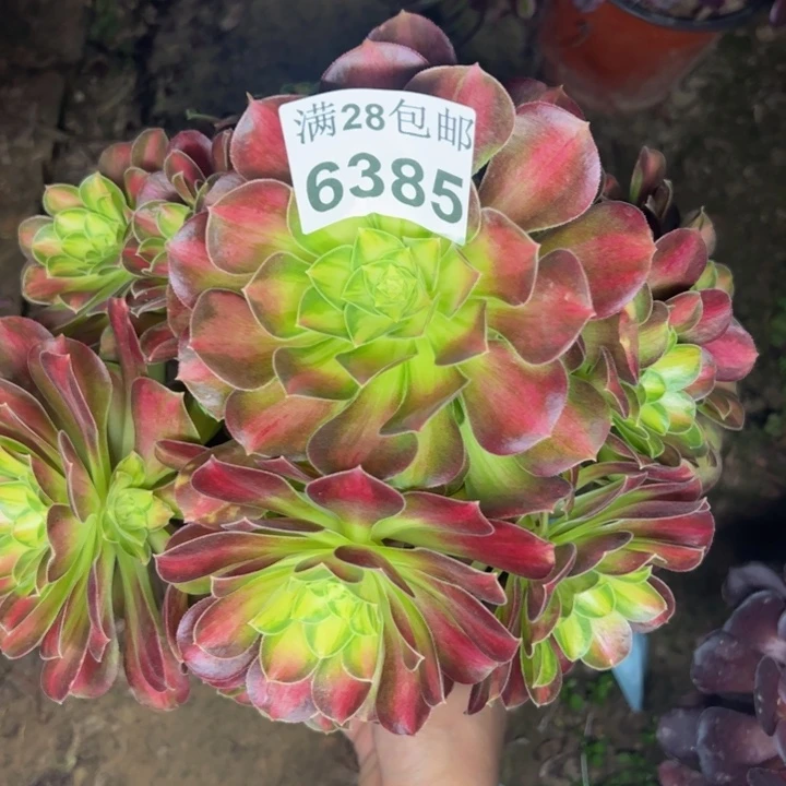 6385韶华多肉植物