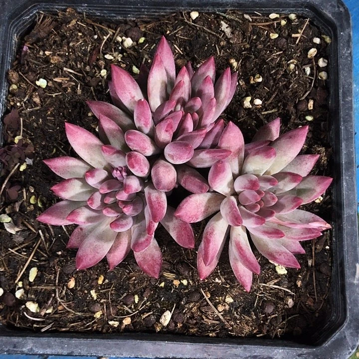 流沙体虞美人自然群多肉植物