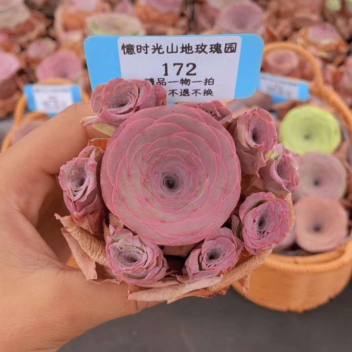 山地玫瑰172裸根发货不售后