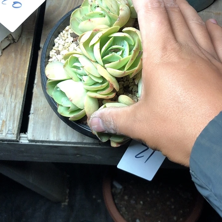 古*47////////////////////